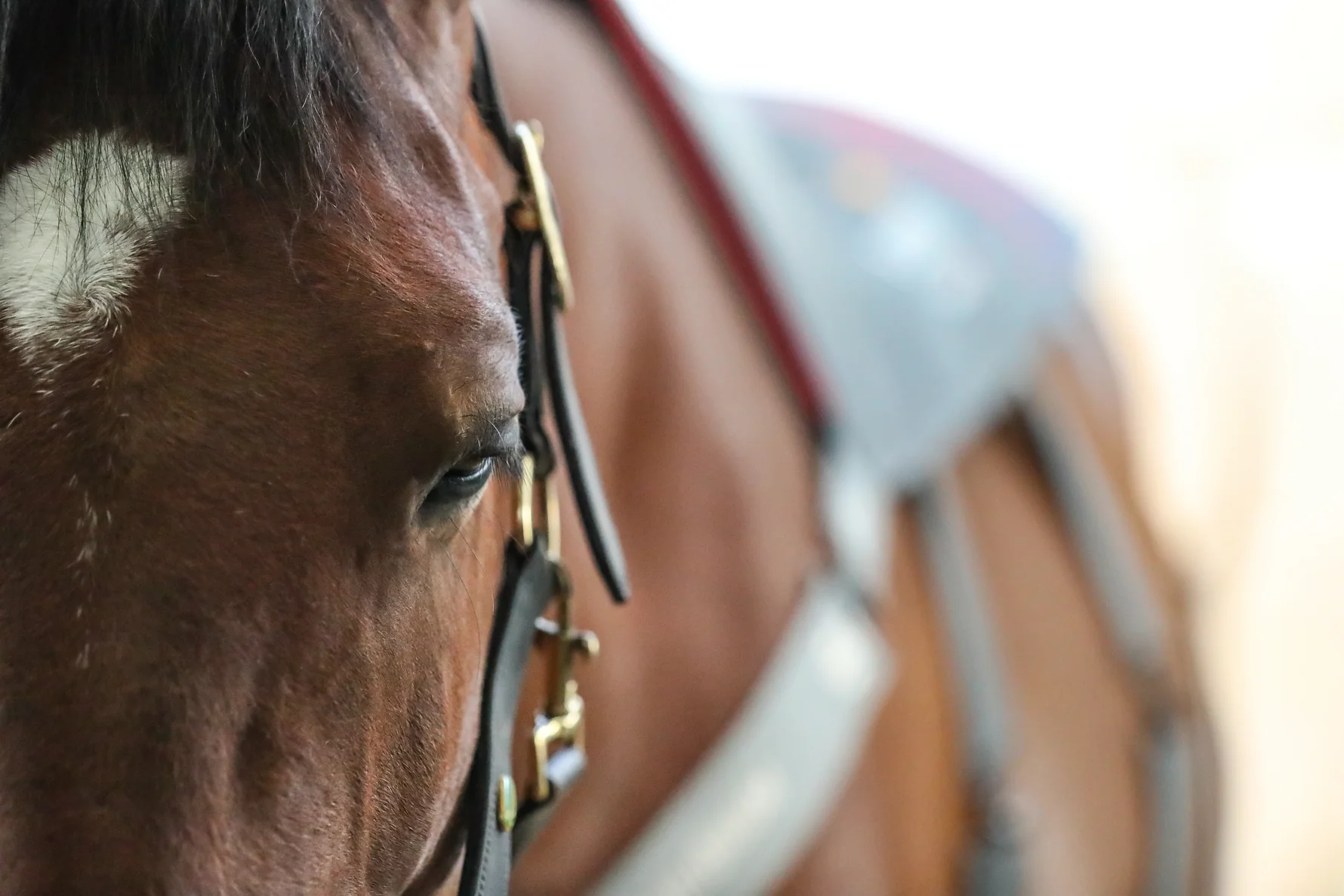 Elevate Your Horse's Natural Performance
